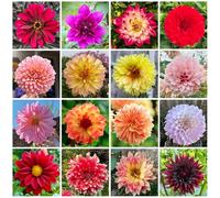 Tuberi di dalia, resistente - appartamento purificatrici dell'aria primaverili nel giardino 7pcs