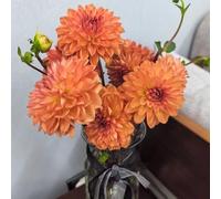 Tuberi di dalia, resistente - primaverili nel giardino arredamento moderno per il soggiorno, 8pcs