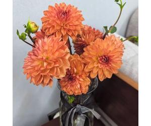 Tuberi di dalia, resistente - primaverili nel giardino arredamento moderno per il soggiorno, 8pcs