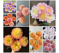 Tuberi di dalia, resistente - primaverili nel giardino serra balcone decorazione 10pcs