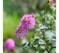 tuberi di dalia resistenti - balcone esotiche perenni tappezzanti 2pcs