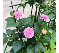 tuberi di dalia resistenti - balcone esterni perenni esotiche 3pcs