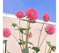 tuberi di dalia resistenti - bulbi bulbi di dalia - tuberi di dalia resistenti fiori da balcone aiuole rialzate per fiori da giardino piante rare piante esotiche resistenti 6pcs