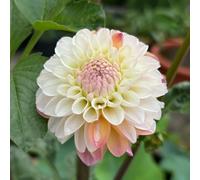 tuberi di dalia resistenti - esterno appartamento perenni precoce 5pcs