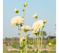 tuberi di dalia resistenti - giardino roccioso balcone perenne tappezzante 2pcs