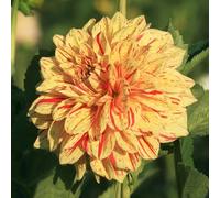 Tuberi di dalia - resistenti in vaso giardino interno balcone rialzato con letto giardino roccioso roccioso all'aperto arredamento del soggiorno raro sul balcone 2pcs