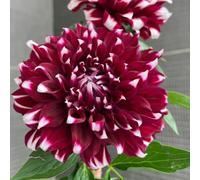 tuberi di dalia resistenti per giardino e balcone 9pcs