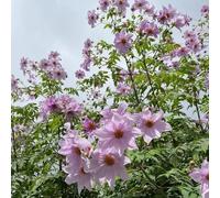 tuberi di dalia resistenti - perenne tappezzante balcone 4pcs