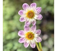 tuberi di dalia resistenti - perenne tappezzante balcone 6pcs