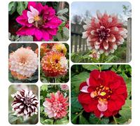 tuberi di dalia resistenti - perenni balcone esterni 4pcs