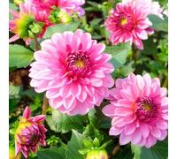 tuberi di dalia resistenti - perenni balcone esterno tappezzanti 5pcs