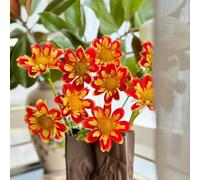 tuberi di dalia resistenti - perenni balcone giardino esotiche 10pcs