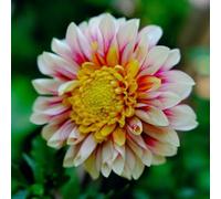 tuberi di dalia resistenti - perenni balcone precoce esterni 3pcs