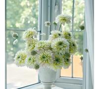 tuberi di dalia resistenti - perenni balcone rare 6pcs