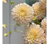 tuberi di dalia resistenti - precoce giardino esterni rare 10pcs