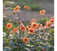 tuberi di dalia resistenti - precoce perenni balcone 2pcs