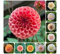 tuberi di dalia resistenti - rare esotiche balcone esterni perenne 6pcs