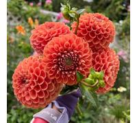 Tuberi di dalia resistenti, raro giardino sul balcone giardino roccioso balcone rialzato con letto decorazioni per esterni interno 7pcs