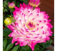 tuberi di dalia resistenti - tappezzanti giardino esterni balcone perenni esterni 5pcs