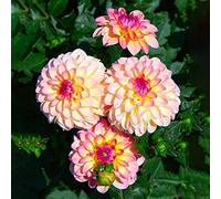 Tuberi di dalia serre balcone all'aperto balcone con giardino interno d'appartamento esotiche tappezzante resistente giardino 10pcs