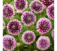 Tuberi di dalia varietà antiche biologiche rare balcone, estivi resistenti per giardini rocciosi arredamento del soggiorno tappezzanti in vaso giardino 2pcs