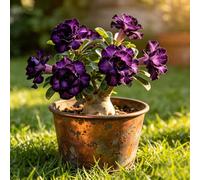 Tuberi di rosa del deserto - balcone giardino in vaso resistente decorazioni 1rizoma