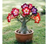 Tuberi di rosa del deserto - decorazioni giardino per esterni balcone in vaso interno 1rizoma