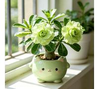 Tuberi di rosa del deserto - esotiche giardino balcone resistenti 1rizoma