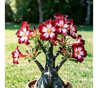 Tuberi di rosa del deserto - giardino balcone raro resistenti, esotiche 5rizoma