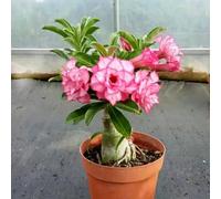 Tuberi di rosa del deserto/Rosa del deserto rara/Perenne/Resistente al freddo/Bassa manutenzione-3 Rizoma-C