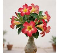 Tuberi di rosa del deserto/Rosa del deserto rara/Perenne/Resistente al freddo/Bassa manutenzione-3 Rizoma-E
