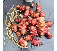 Tuberi di topinambur - sostenibili invernali resistenti per giardini rocciosi verdi resistenti vecchie varietà giardino esotico 4pcs