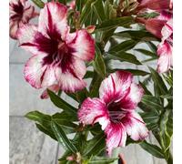 Tubero di rosa del deserto - rari balcone esotico resistenti esterno in vaso per giardinieri vecchie varietà aiuole rialzate arredamento del soggiorno 1pcs