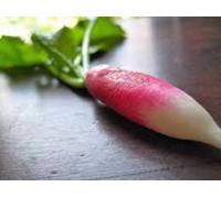 Tubero Seed Garden Collection, Heirloom, sementi biologiche, 5 Top Varietà Seeds ONLY