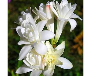 Tuberosa bulbi,Adatto per l'allevamento domestico il più o-10bul Seeds ONLY