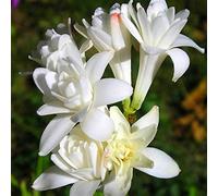 Tuberosa bulbi,Adatto per l'allevamento domestico il più o-10bulbis,A Seeds ONLY