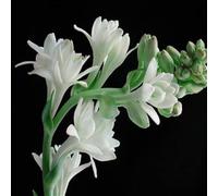 Tuberosa bulbi,tuberosa,bulbo erbaceo perenne,bello e sano per la semina in giardino,bulbo profumato,resistente,Tuberosa fiore(senza semi,non artificiale)-4pezzo-E