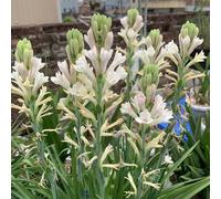 tuberosa/bulbo di tuberosa in vaso resistenti giardino e balcone Coltivare giardino su un balcone decorative in vaso Bulbi 2bulbi