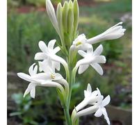 tuberosa - Decorazioni autunnali per un giardino resistente tuberosa sul balcone Arredamento del soggiorno con rialzata per l' di semi di 40semi