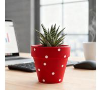 TUKRKRS Cute White Polka DOT Ceramic Planter with Drainage - Small Round Flower Pot for Succulents, Herbs, And Cactus - Modern Indoor Garden Decor for Desk And Windowsill(Rot)