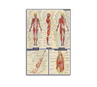 TULAOJI Stampa artistica da parete su tela, motivo: anatomia muscoli, corpo umano, decorazione artistica da parete per soggiorno e camera da letto, 40 x 60 cm