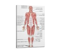 TULAOJI Stampa artistica da parete su tela, motivo: anatomia, muscoli, corpo umano, decorazione artistica da parete per soggiorno e camera da letto, poster da 30 x 45 cm