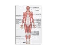 TULAOJI Stampa artistica su tela, motivo: anatomia, muscoli, corpo umano, per soggiorno e camera da letto, 20 x 30 cm