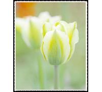 Tulip Bulbs - Valentine's Day Present Potted Yard Decoration Nature Display - 40 Bulbs, White: Seeds: Package Contains Seeds