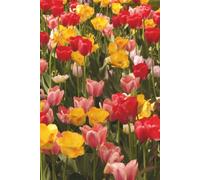 Tulip Garden Notebook