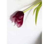 Tulip: My Mother's Favourite Flower