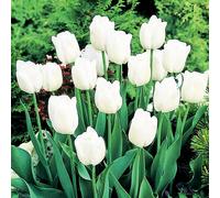 Tulipani bulbi di fiori cipolle bulbi di tulipani Tulipa bianca 50 pz.