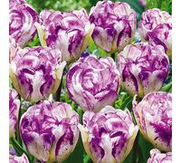 Tulipani bulbi di fiori cipolle bulbi di tulipani Tulipa bianco-viola 50 pz.