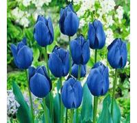 Tulipani bulbi di fiori cipolle bulbi di tulipani Tulipa blu 100 pz.