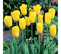 Tulipani bulbi di fiori cipolle bulbi di tulipani Tulipa gialla 30 pz.